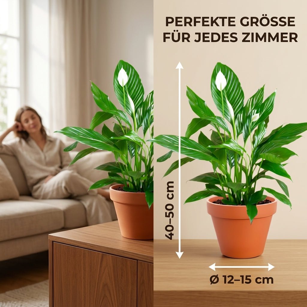 Einblatt + 2x Cremefarbener Zinktopf | 2er-Set | Spathiphyllum | ca. 40-50 cm | Ø 12-15 cm Topf - Blume Ideal
