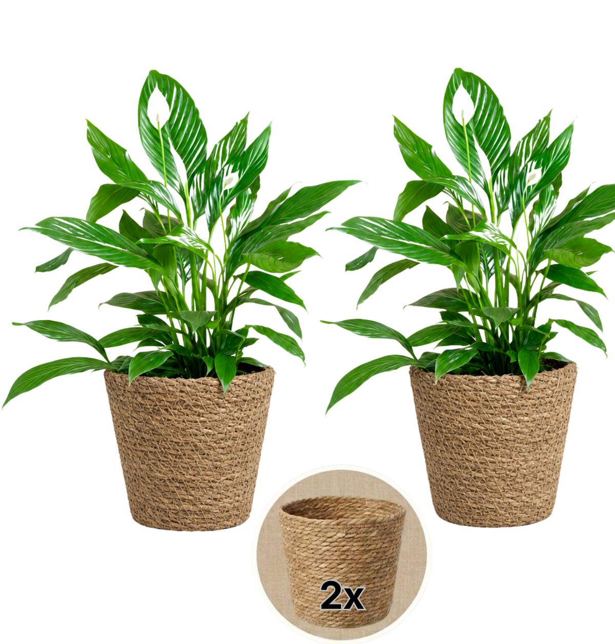 Einblatt + 2x Seegraskorb | 2er-Set | Spathiphyllum | ca. 40-50 cm | Ø 12-15 cm Topf - Blume Ideal
