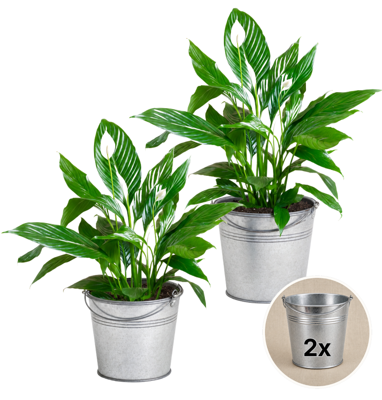 Einblatt + 2x Zinktopf | 2er-Set | Spathiphyllum | ca. 40-50 cm | Ø 12-15 cm Topf - Blume Ideal