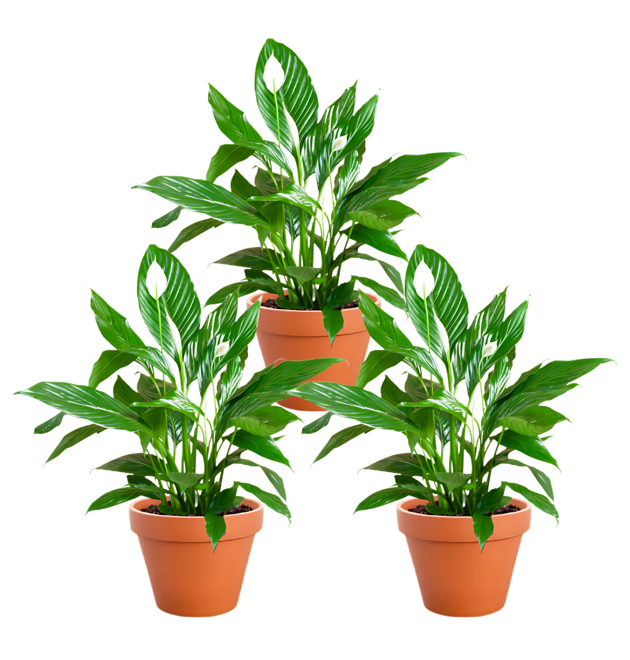 Einblatt | 3er - Set | Spathiphyllum | ca. 40 - 50 cm | Ø 12 - 15 cm Topf - Blume Ideal