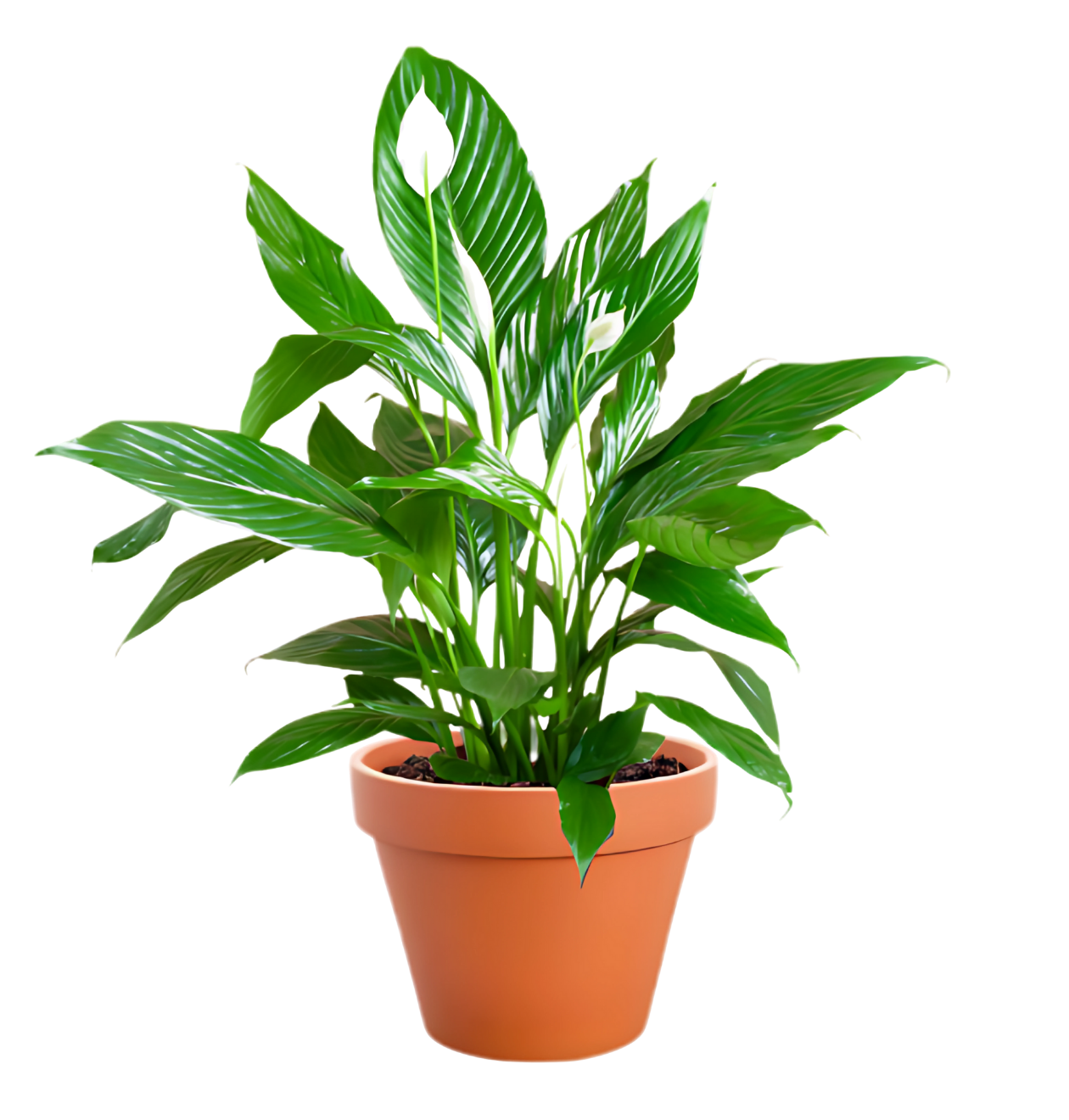 Einblatt | 3er - Set | Spathiphyllum | ca. 40 - 50 cm | Ø 12 - 15 cm Topf - Blume Ideal