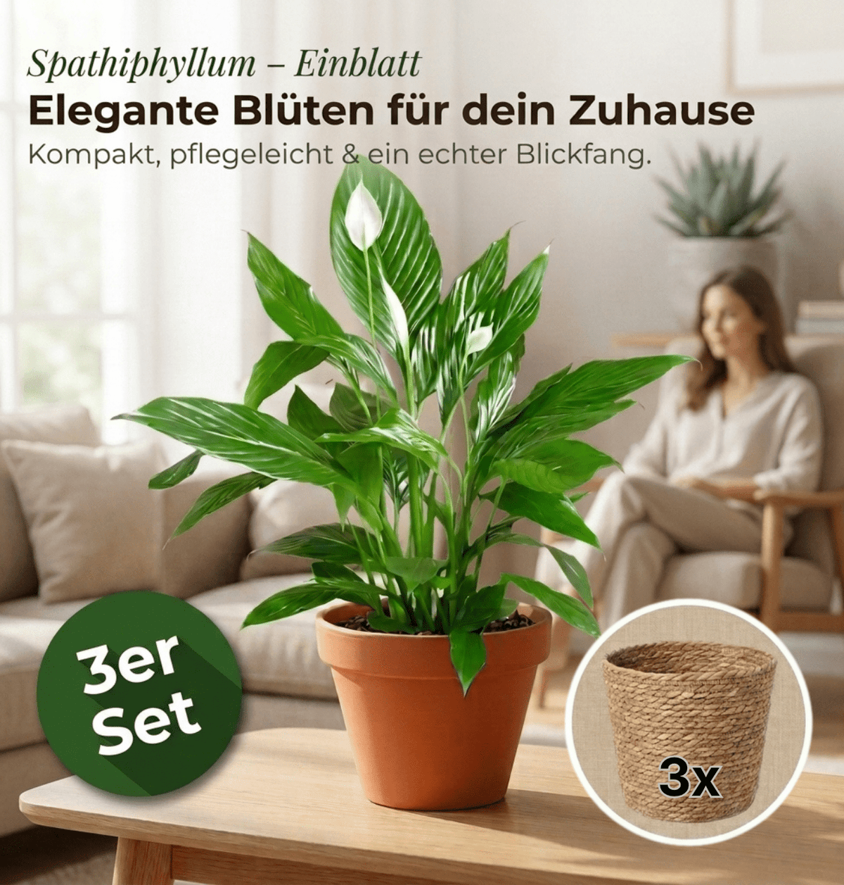 Einblatt + 3x Seegraskorb | 3er-Set | Spathiphyllum | ca. 40-50 cm | Ø 12-15 cm Topf - Blume Ideal