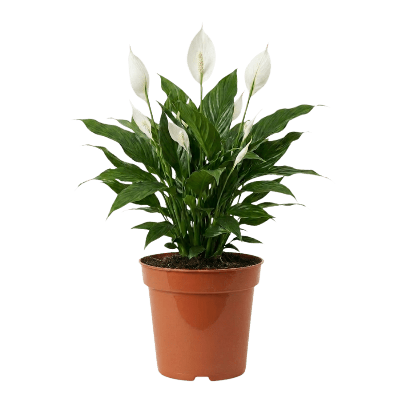 Einblatt | Spathiphyllum - Blume Ideal