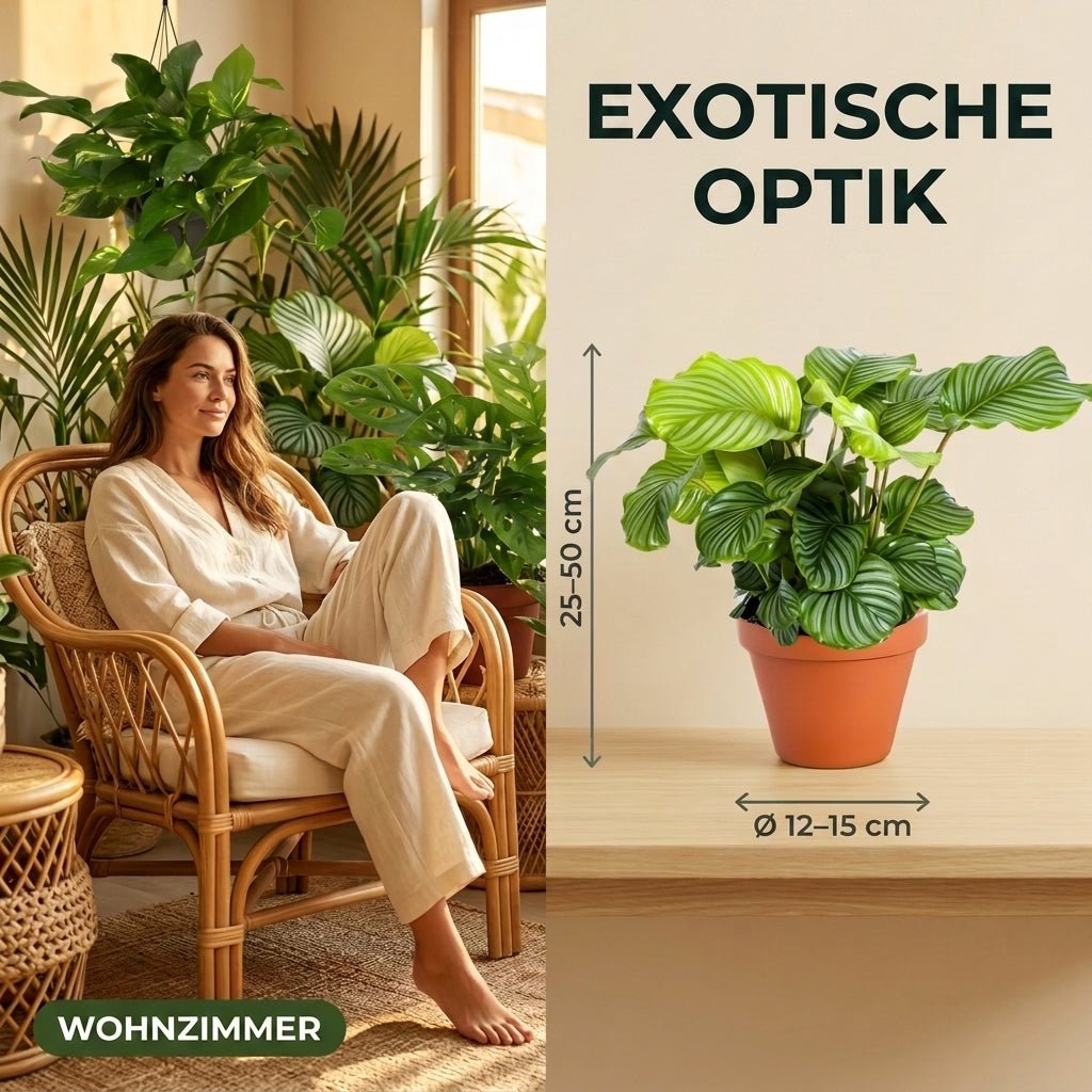 “Exotica” Pflanzenset + 5x Cremefarbener Zinktopf | 5er-Set | ca. 25-50 cm | Ø 12-15 cm Topf - Blume Ideal