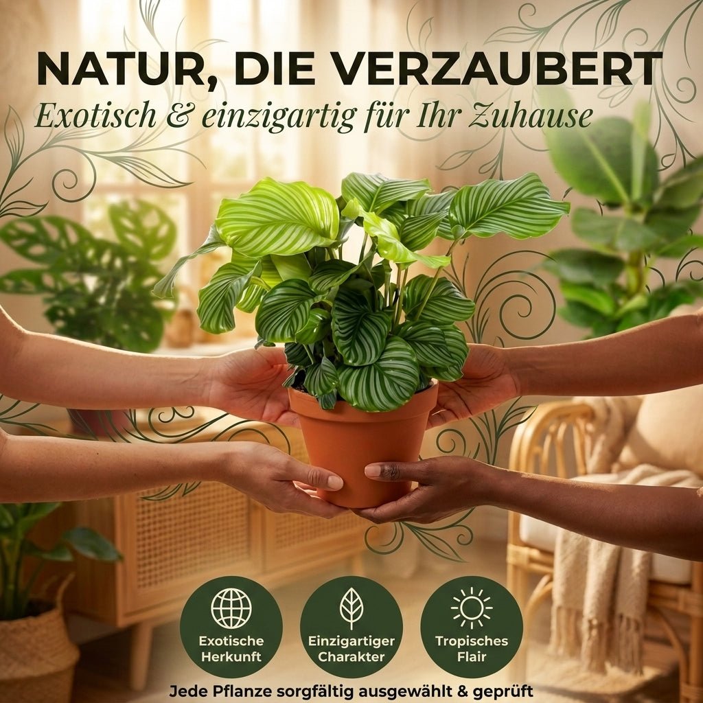 “Exotica” Pflanzenset + 5x Seegraskorb | 5er-Set | ca. 25-50 cm | Ø 12-15 cm Topf - Blume Ideal