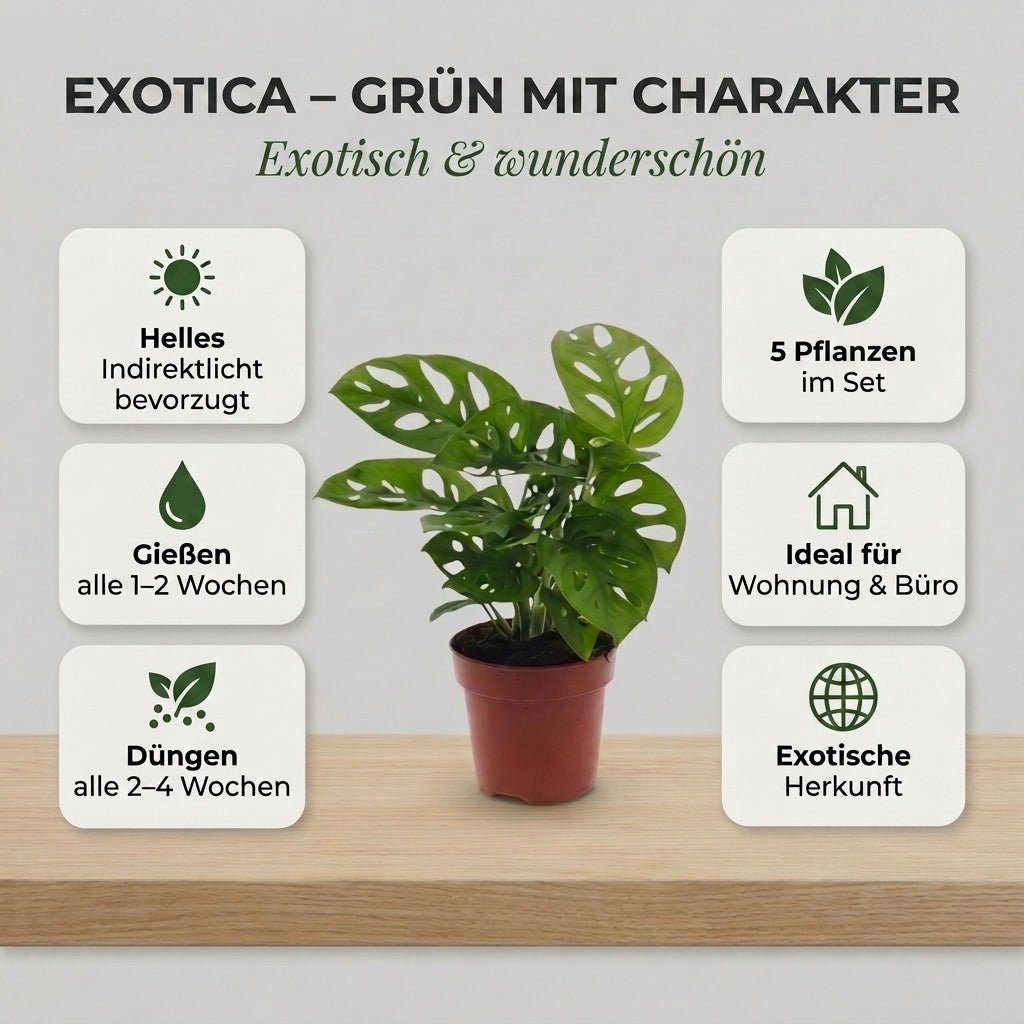 “Exotica” Pflanzenset + 5x Seegraskorb | 5er-Set | ca. 25-50 cm | Ø 12-15 cm Topf - Blume Ideal