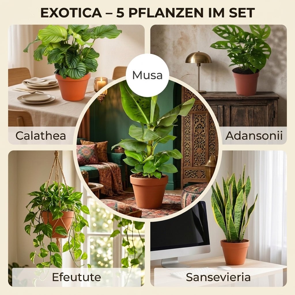 “Exotica” Pflanzenset + 5x Seegraskorb | 5er-Set | ca. 25-50 cm | Ø 12-15 cm Topf - Blume Ideal