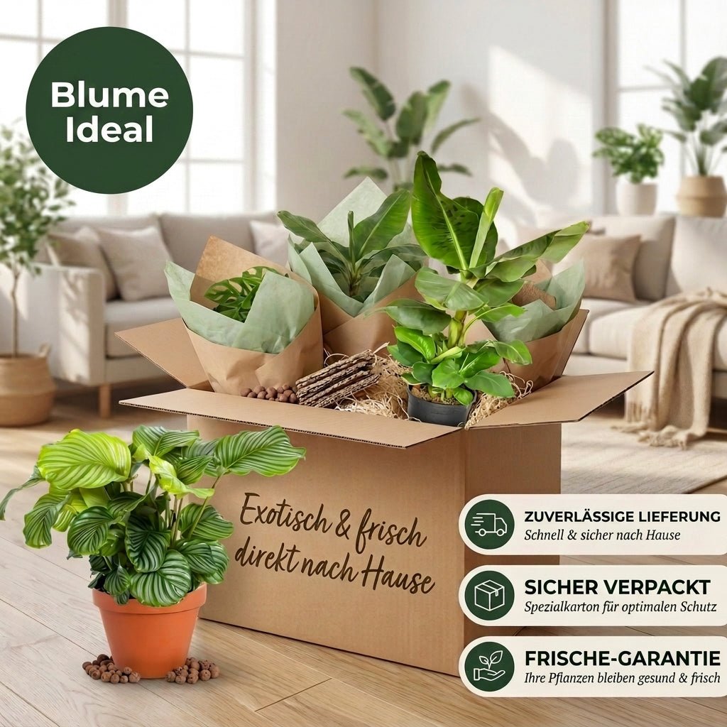 “Exotica” Pflanzenset + 5x Seegraskorb | 5er-Set | ca. 25-50 cm | Ø 12-15 cm Topf - Blume Ideal