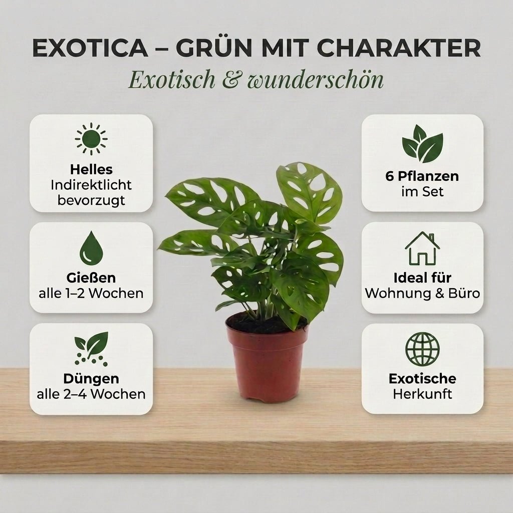 “Exotica” Pflanzenset + 6x Cremefarbener Zinktopf | 6er-Set | ca. 25-50 cm | Ø 12-15 cm Topf - Blume Ideal