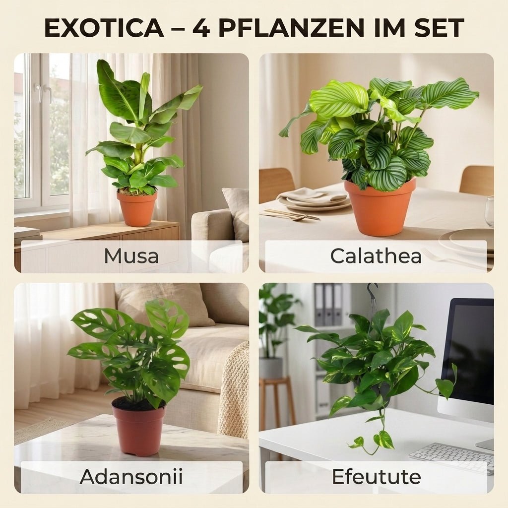 “Exotica” Pflanzenset + Zinktopf | 4er - Set | ca. 25 - 50 cm | Ø 12 - 15 cm Topf - Blume Ideal