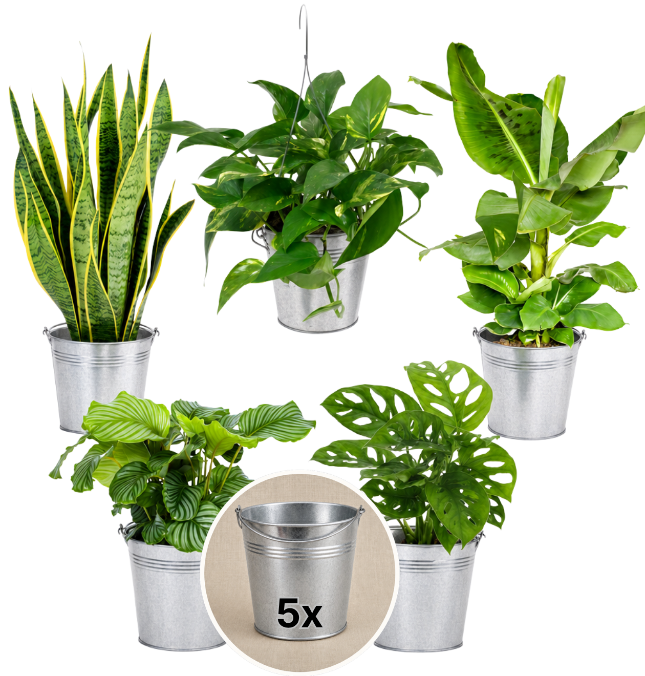 “Exotica” Pflanzenset + Zinktopf | 5er - Set | ca. 25 - 50 cm | Ø 12 - 15 cm Topf - Blume Ideal