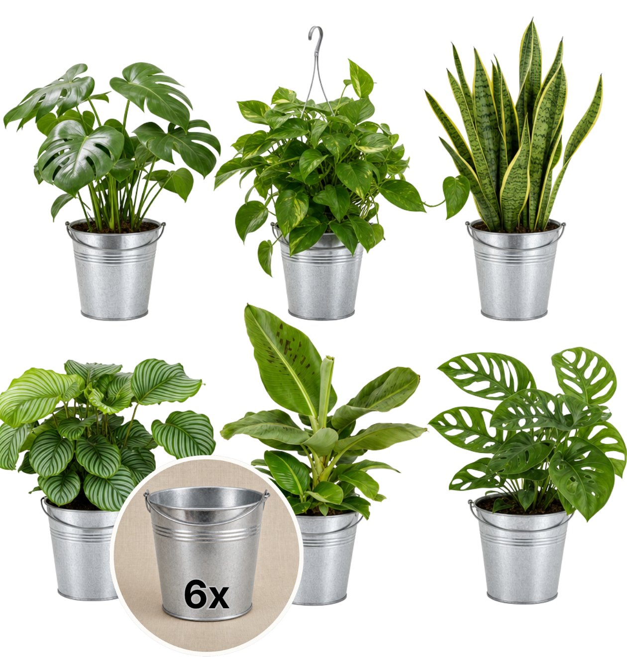 “Exotica” Pflanzenset + Zinktopf | 6er - Set | ca. 25 - 50 cm | Ø 12 - 15 cm Topf - Blume Ideal