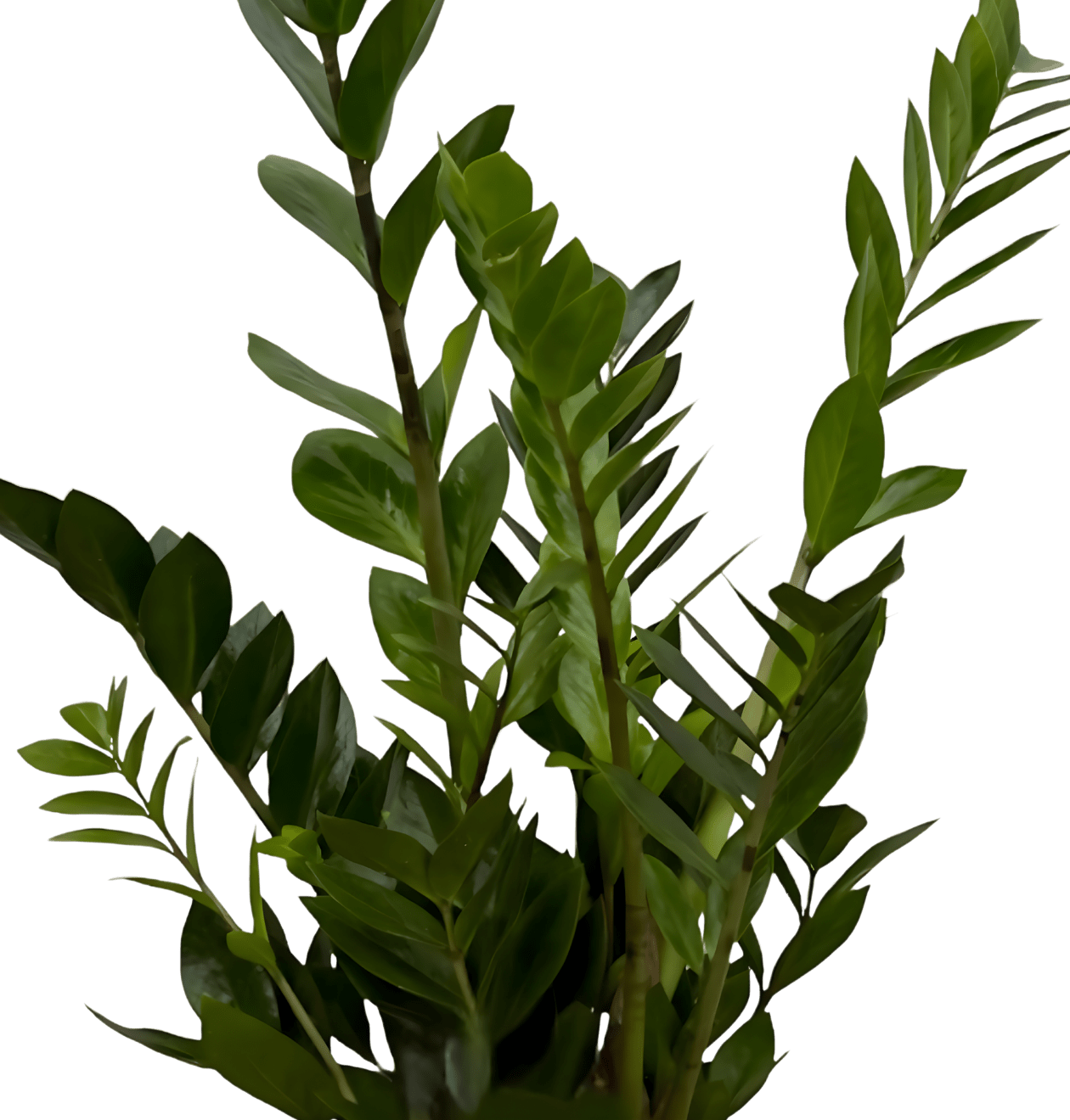 Glücksfeder | 2er - Set | Zamioculcas zamiifolia | ca. 40 - 50 cm | Ø 12 - 15 cm Topf - Blume Ideal