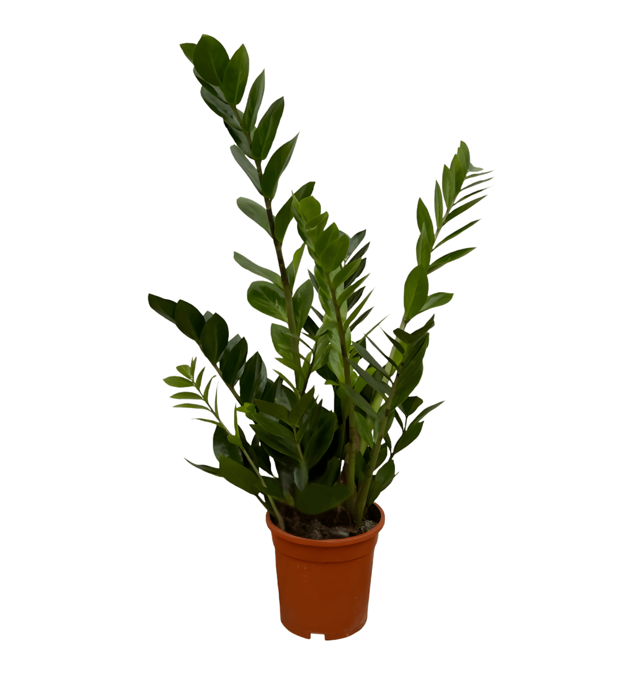 Glücksfeder | 3er - Set | Zamioculcas zamiifolia | ca. 40 - 50 cm | Ø 12 - 15 cm Topf - Blume Ideal