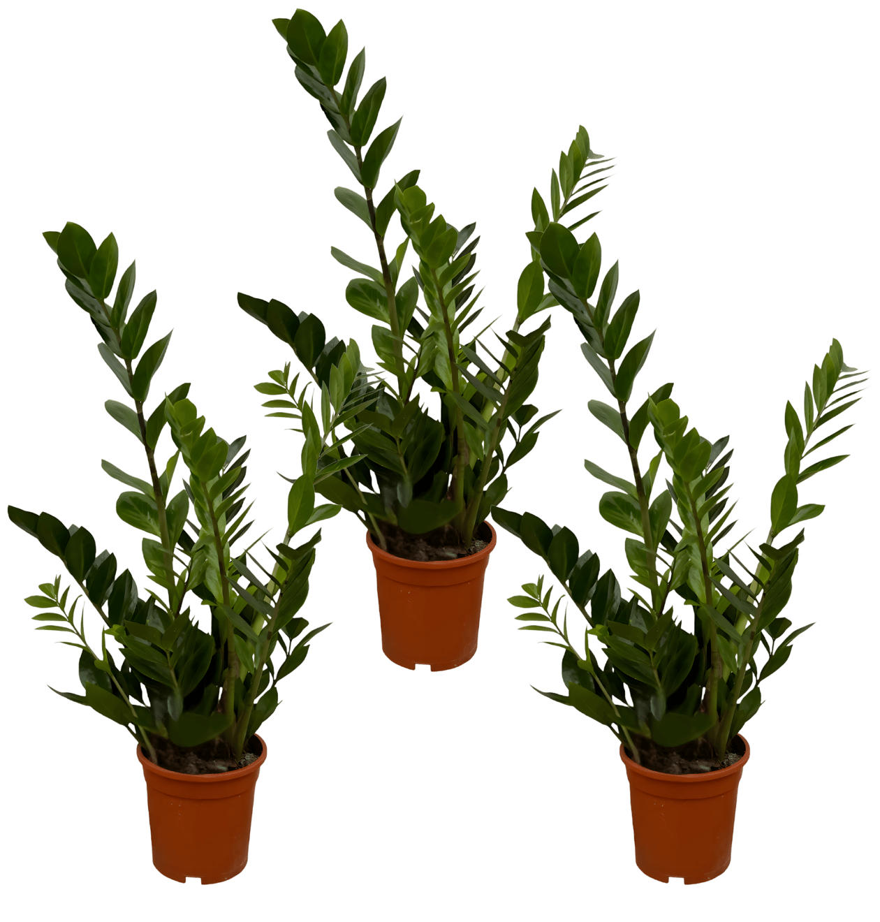 Glücksfeder | 3er - Set | Zamioculcas zamiifolia | ca. 40 - 50 cm | Ø 12 - 15 cm Topf - Blume Ideal