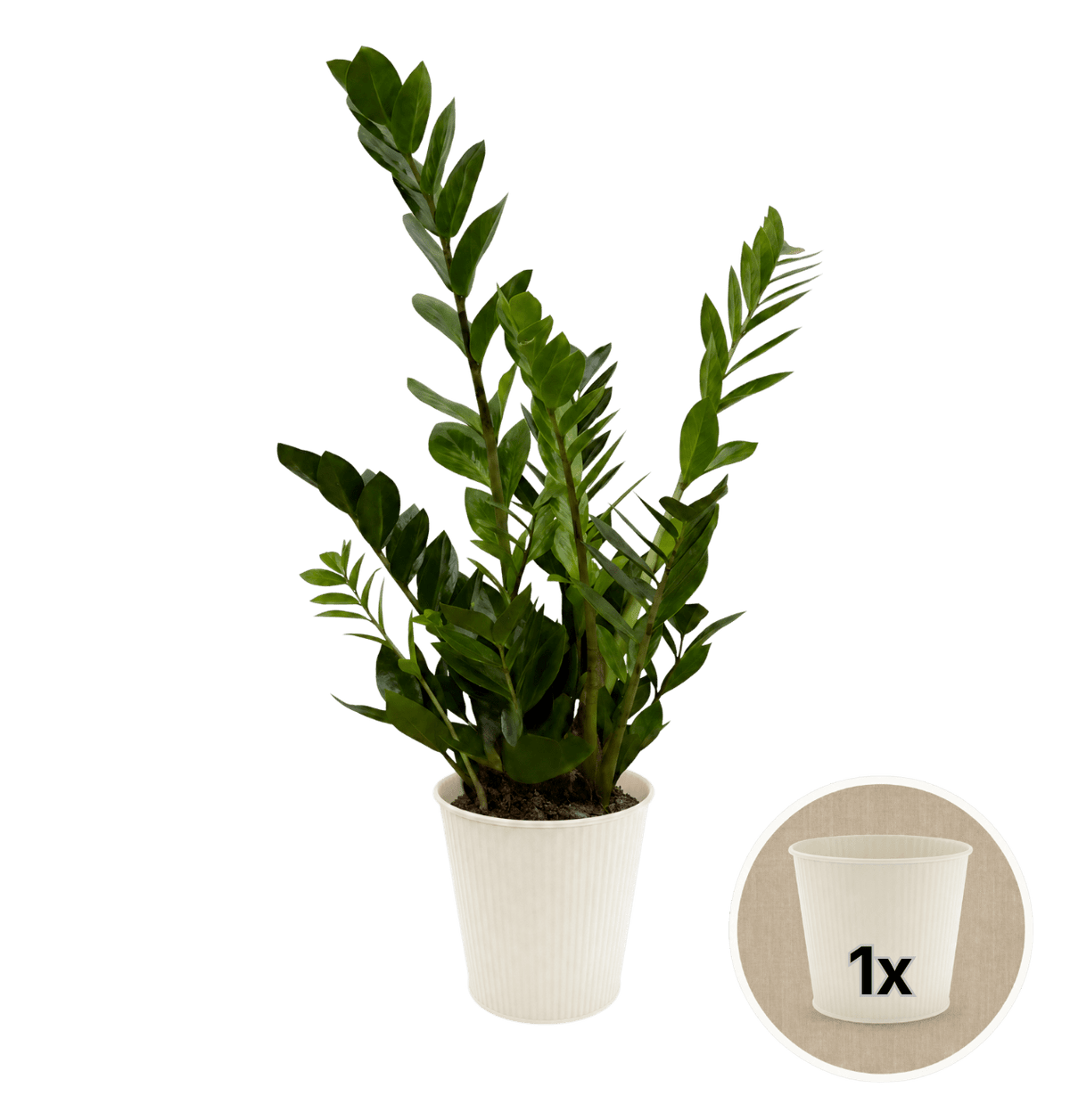 Glücksfeder + 1x Cremefarbener Zinktopf | Zamioculcas zamiifolia | ca. 40-50 cm | Ø 12-15 cm Topf - Blume Ideal