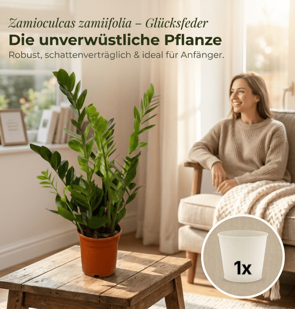 Glücksfeder + 1x Cremefarbener Zinktopf | Zamioculcas zamiifolia | ca. 40-50 cm | Ø 12-15 cm Topf - Blume Ideal