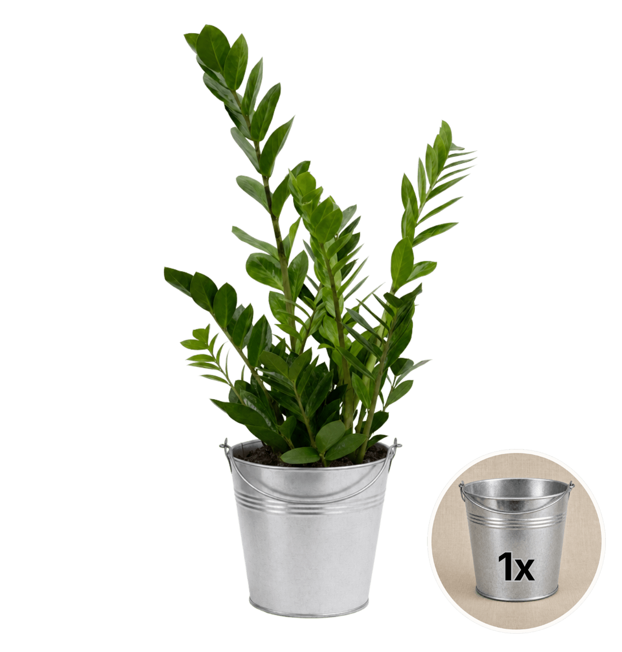 Glücksfeder + 1x Zinktopf | Zamioculcas zamiifolia | ca. 40-50 cm | Ø 12-15 cm Topf - Blume Ideal