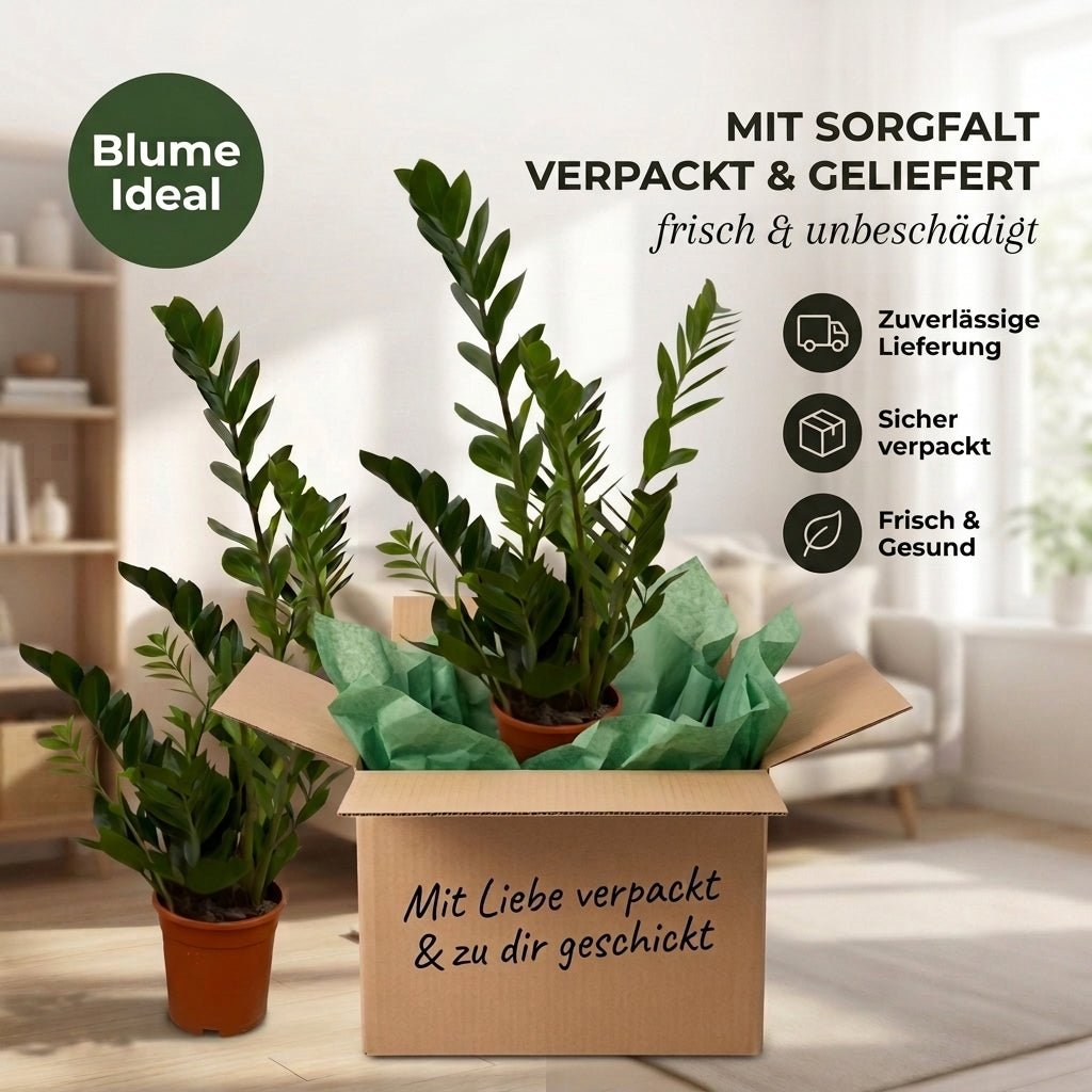 Glücksfeder + 2x Seegraskorb | 2er-Set | Zamioculcas zamiifolia | ca. 40-50 cm | Ø 12-15 cm Topf - Blume Ideal