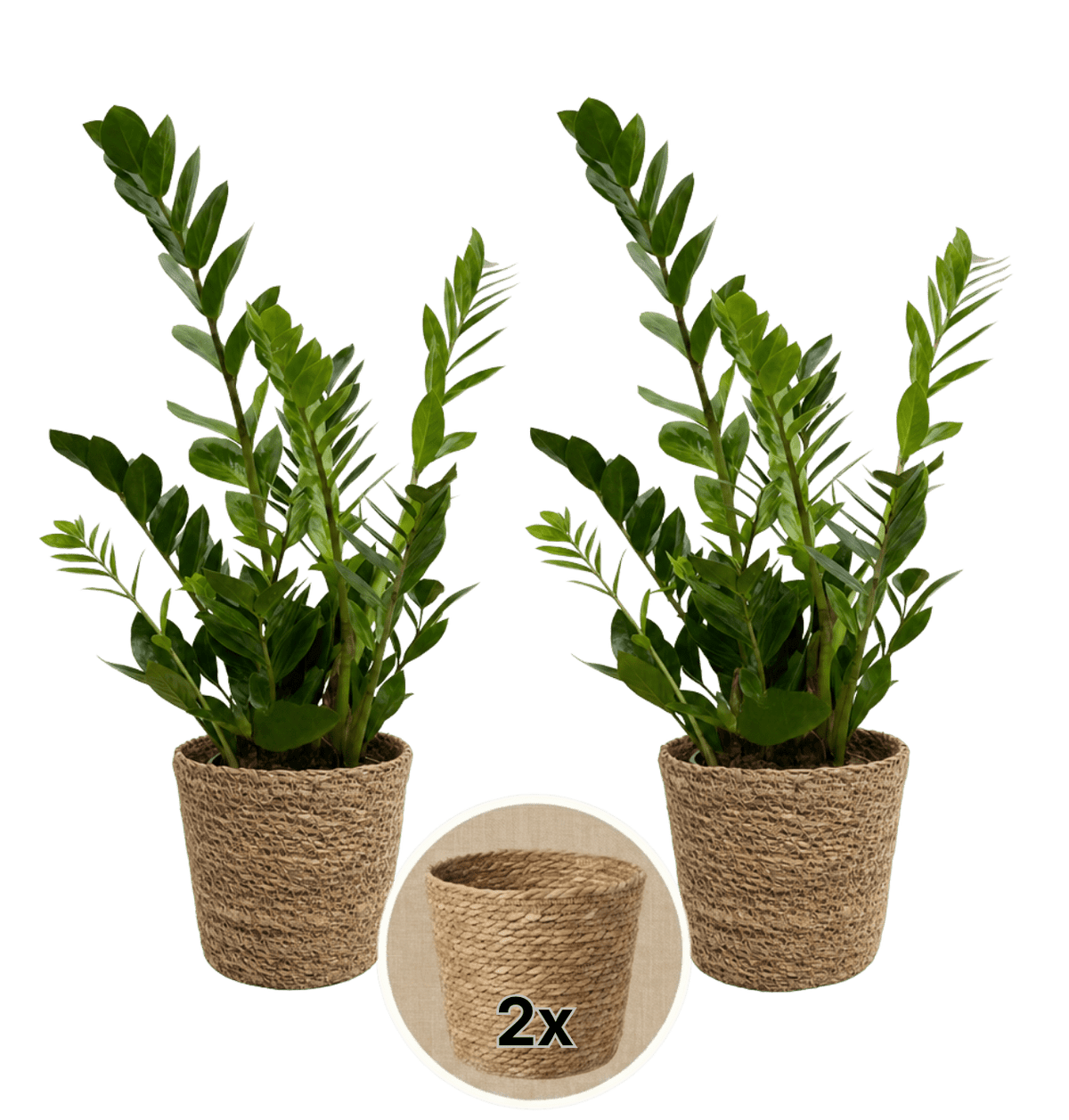 Glücksfeder + 2x Seegraskorb | 2er-Set | Zamioculcas zamiifolia | ca. 40-50 cm | Ø 12-15 cm Topf - Blume Ideal