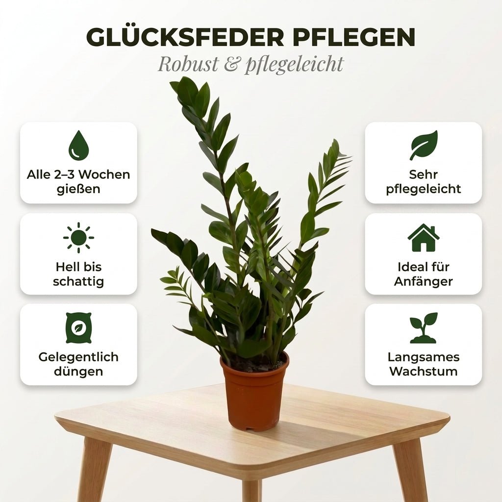 Glücksfeder + 2x Seegraskorb | 2er-Set | Zamioculcas zamiifolia | ca. 40-50 cm | Ø 12-15 cm Topf - Blume Ideal