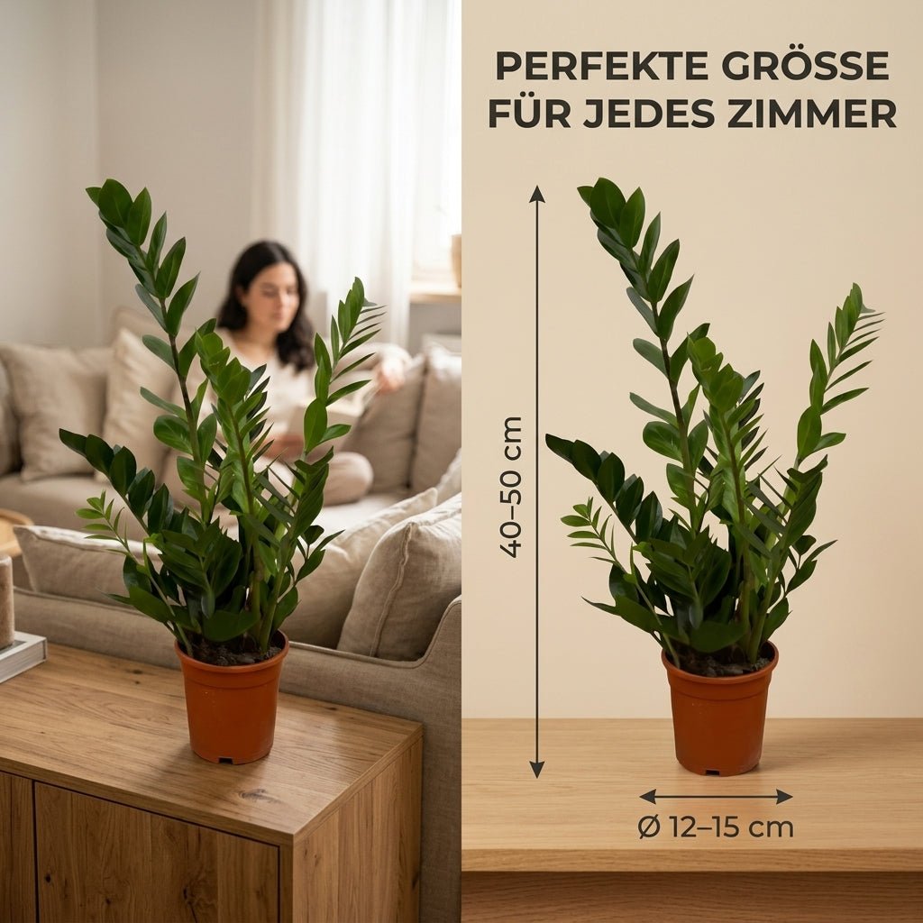 Glücksfeder + 3x Seegraskorb | 3er-Set | Zamioculcas zamiifolia | ca. 40-50 cm | Ø 12-15 cm Topf - Blume Ideal