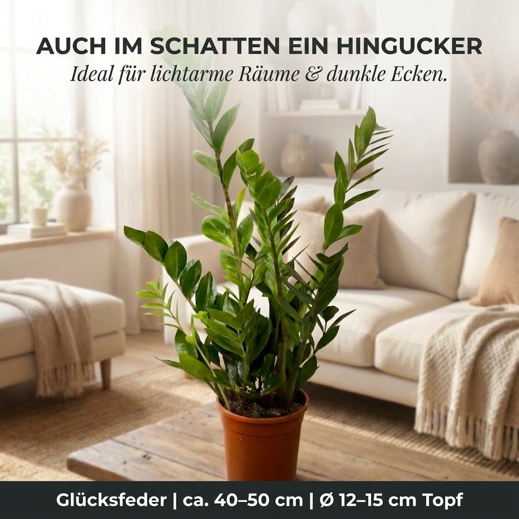 Glücksfeder + 3x Seegraskorb | 3er-Set | Zamioculcas zamiifolia | ca. 40-50 cm | Ø 12-15 cm Topf - Blume Ideal
