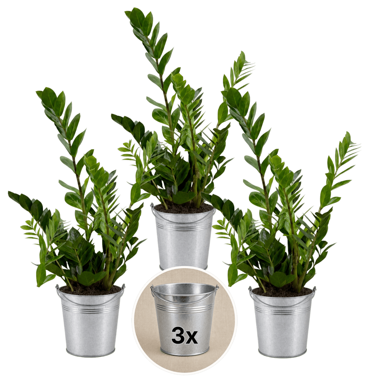 Glücksfeder + 3x Zinktopf | 3er-Set | Zamioculcas zamiifolia | ca. 40-50 cm | Ø 12-15 cm Topf - Blume Ideal