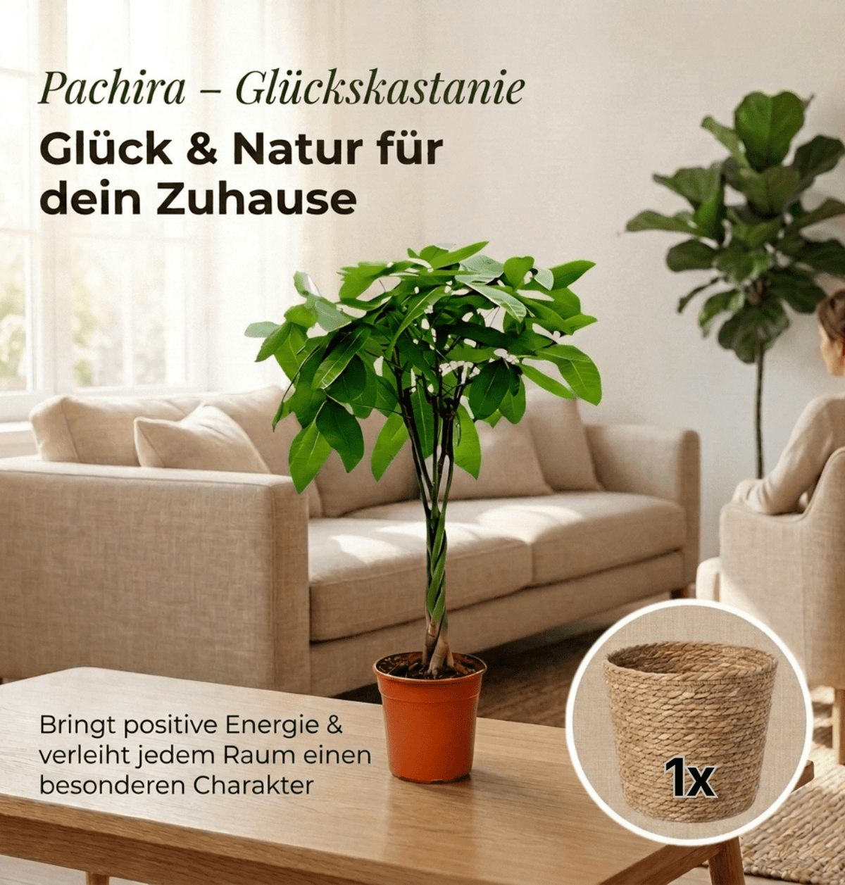 Glückskastanie + 1x Seegraskorb | Pachira | ca. 40-50 cm | Ø 12-15 cm Topf - Blume Ideal
