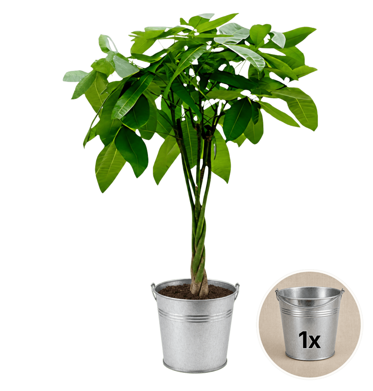 Glückskastanie + 1x Zinktopf | Pachira | ca. 40-50 cm | Ø 12-15 cm Topf - Blume Ideal