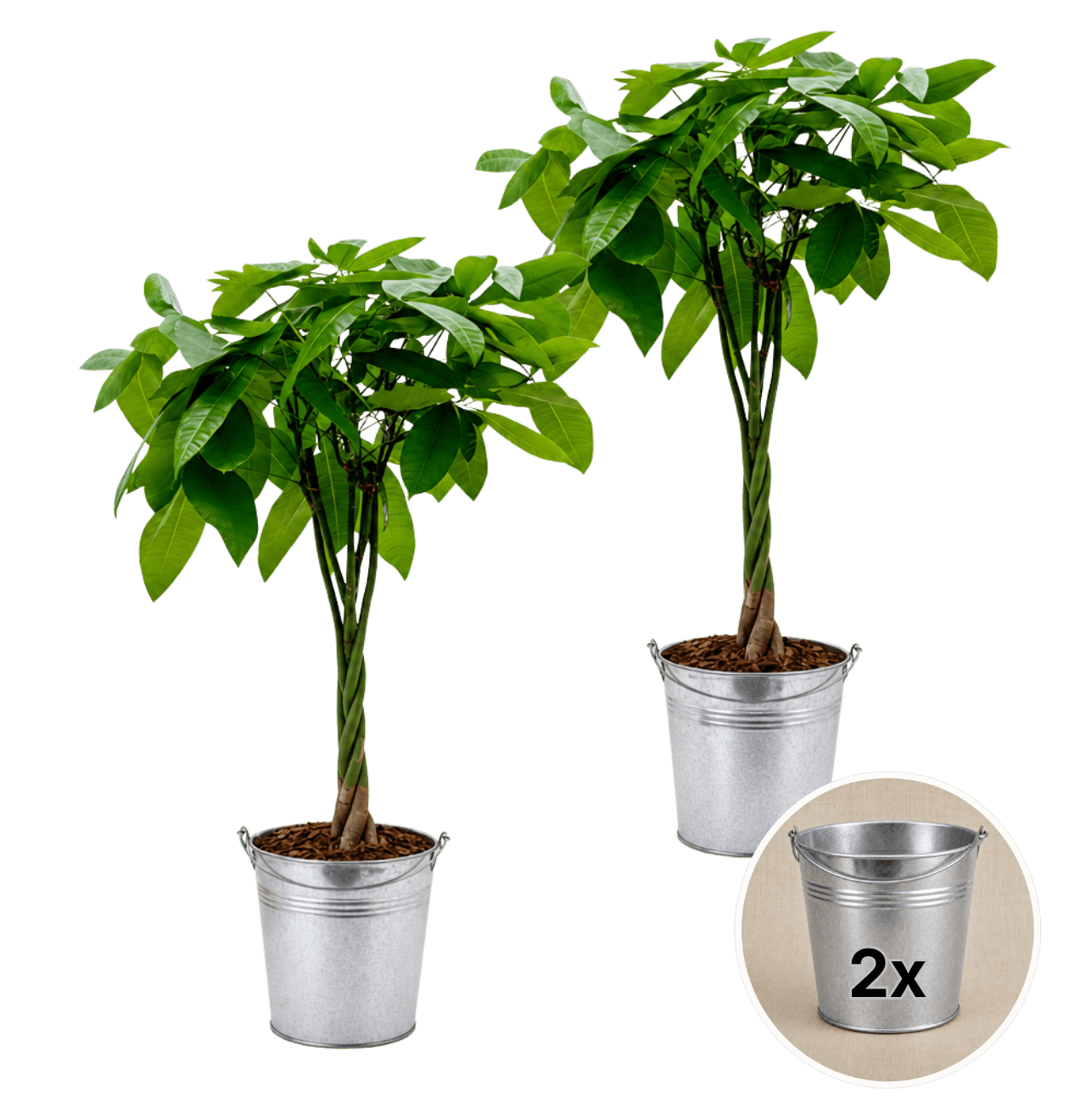 Glückskastanie + 2x Zinktopf | 2er-Set | Pachira | ca. 40-50 cm | Ø 12-15 cm Topf - Blume Ideal