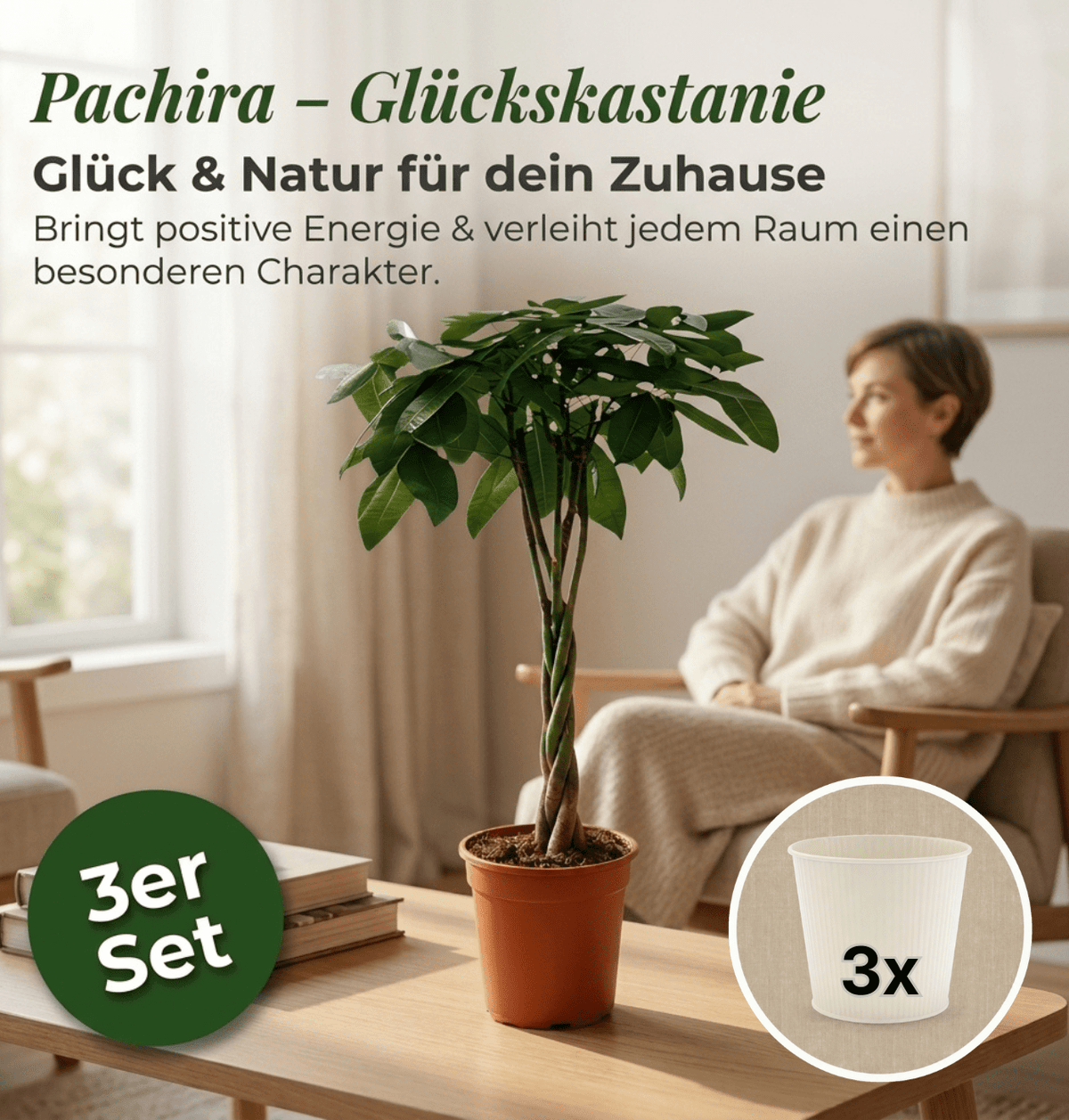 Glückskastanie + 3x Cremefarbener Zinktopf | 3er-Set | Pachira | ca. 40-50 cm | Ø 12-15 cm Topf - Blume Ideal