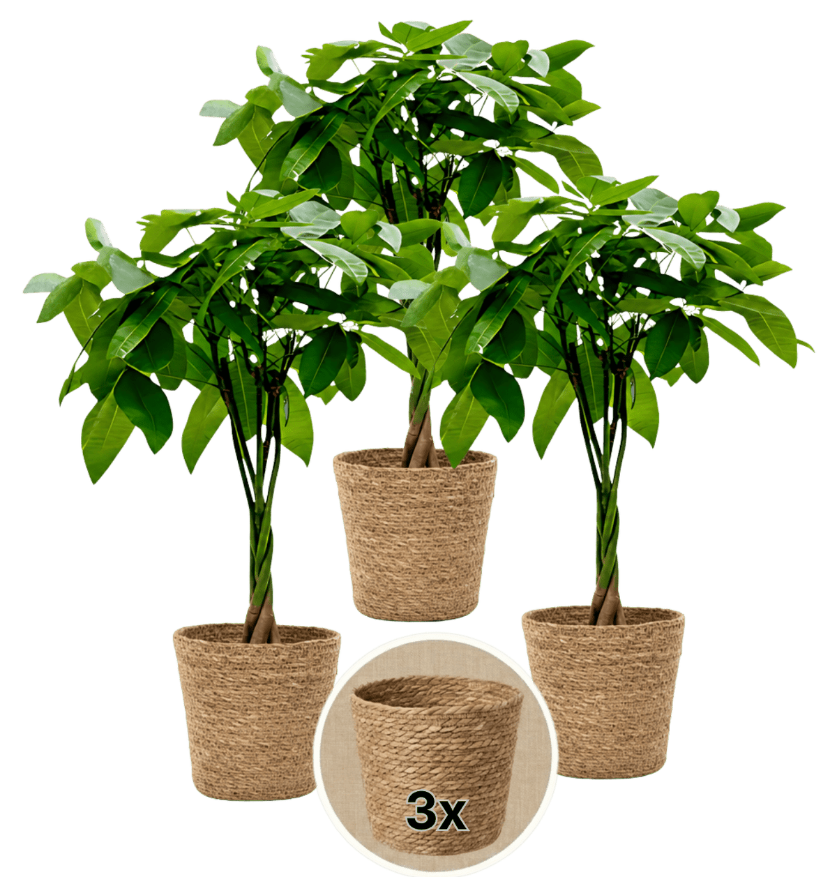 Glückskastanie + 3x Seegraskorb | 3er-Set | Pachira | ca. 40-50 cm | Ø 12-15 cm Topf - Blume Ideal