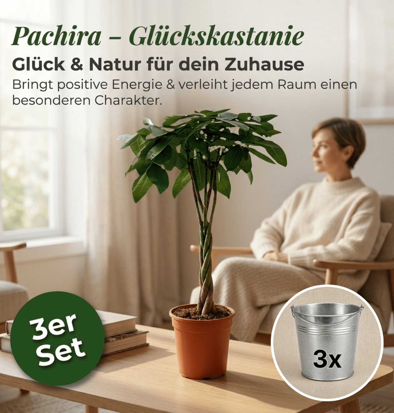 Glückskastanie + 3x Zinktopf | 3er-Set | Pachira | ca. 40-50 cm | Ø 12-15 cm Topf - Blume Ideal