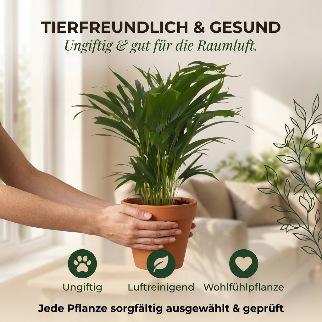 Goldfruchtpalme + 1x Seegraskorb | Dypsis lutescens | ca. 40-50 cm | Ø 12-15 cm Topf - Blume Ideal