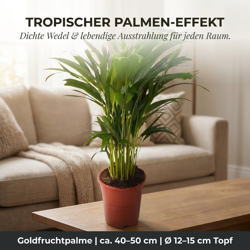 Goldfruchtpalme + 1x Seegraskorb | Dypsis lutescens | ca. 40-50 cm | Ø 12-15 cm Topf - Blume Ideal