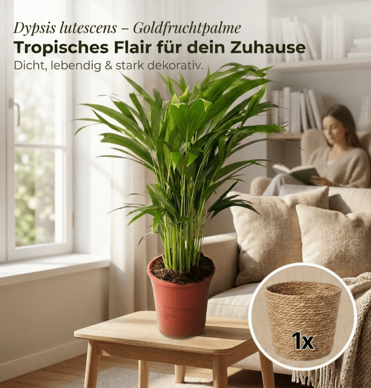 Goldfruchtpalme + 1x Seegraskorb | Dypsis lutescens | ca. 40-50 cm | Ø 12-15 cm Topf - Blume Ideal