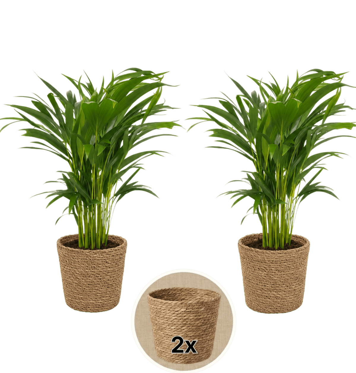 Goldfruchtpalme + 2x Seegraskorb | 2er-Set | Dypsis lutescens | ca. 40-50 cm | Ø 12-15 cm Topf - Blume Ideal