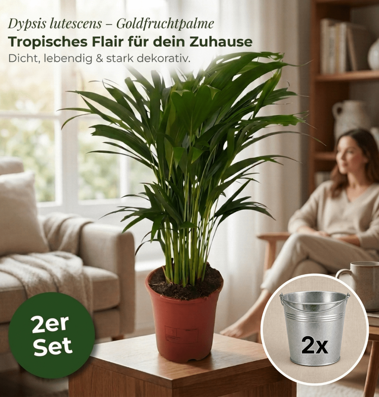 Goldfruchtpalme + 2x Zinktopf | 2er-Set | Dypsis lutescens | ca. 40-50 cm | Ø 12-15 cm Topf - Blume Ideal
