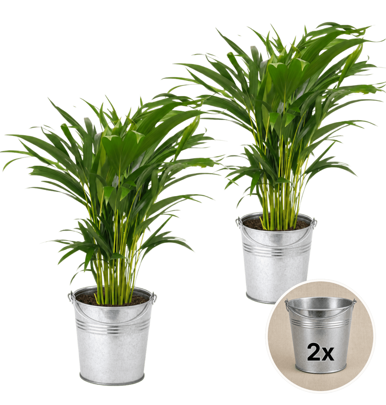 Goldfruchtpalme + 2x Zinktopf | 2er-Set | Dypsis lutescens | ca. 40-50 cm | Ø 12-15 cm Topf - Blume Ideal