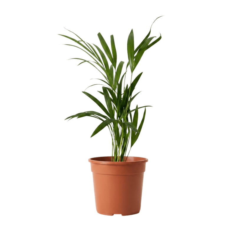 Goldfruchtpalme | Dypsis lutescens - Blume Ideal