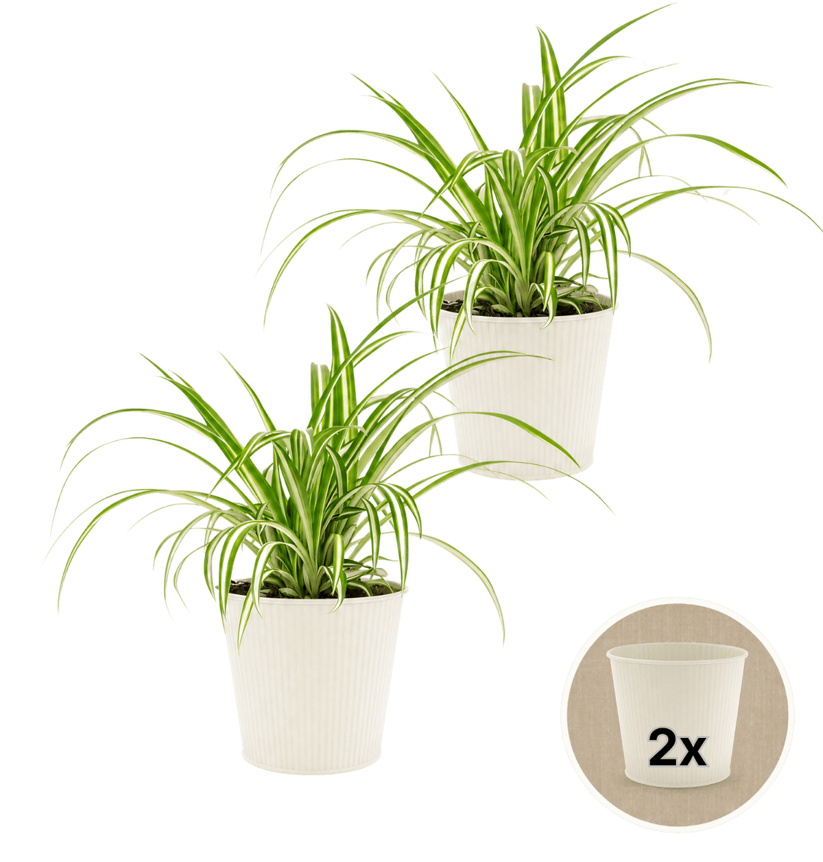 Grünlilie + 2x Cremefarbener Zinktopf | 2er-Set | Chlorophytum | ca. 40-50 cm | Ø 12-15 cm Topf - Blume Ideal