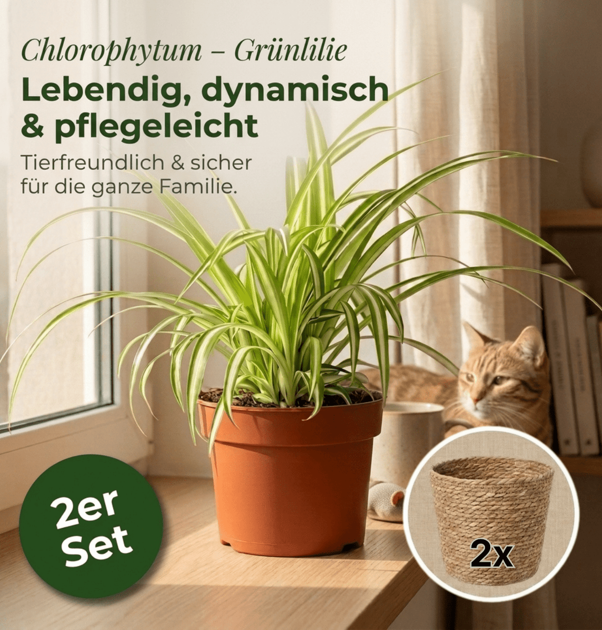Grünlilie + 2x Seegraskorb | 2er-Set | Chlorophytum | ca. 40-50 cm | Ø 12-15 cm Topf - Blume Ideal