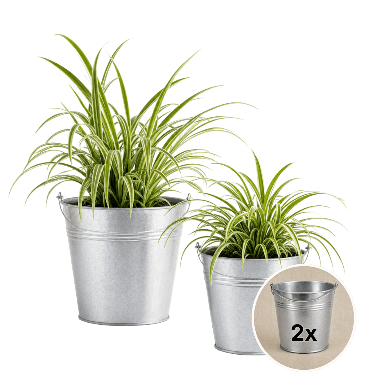Grünlilie + 2x Zinktopf | 2er-Set | Chlorophytum | ca. 40-50 cm | Ø 12-15 cm Topf - Blume Ideal