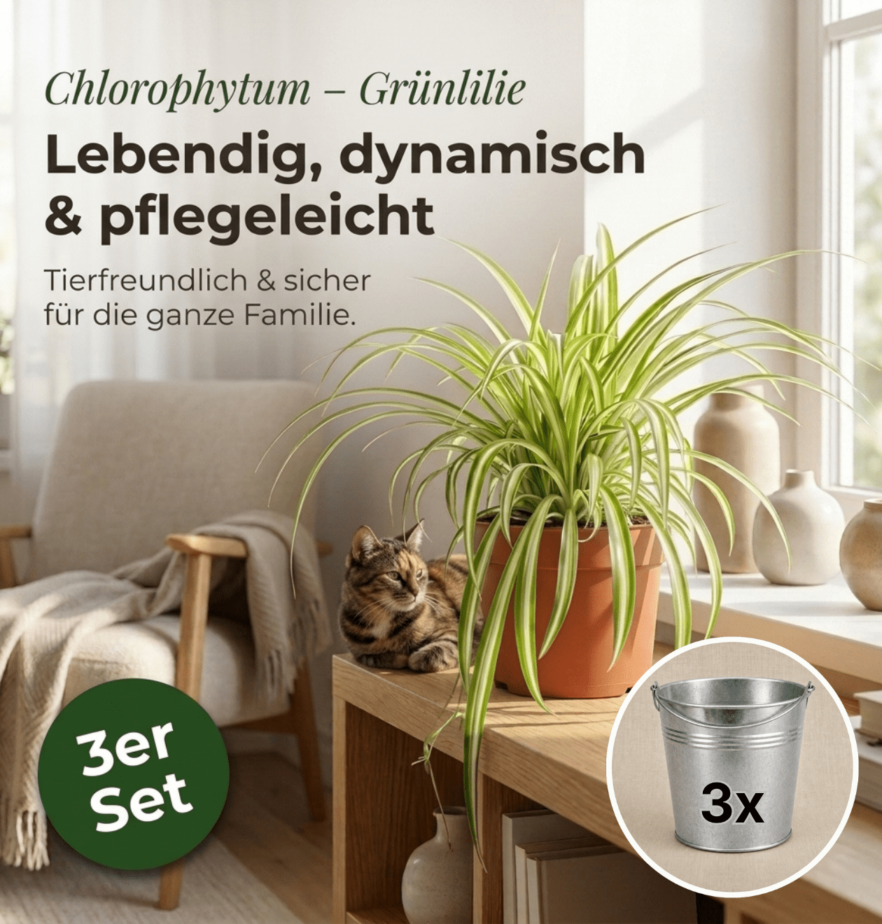Grünlilie + 3x Zinktopf | 3er-Set | Chlorophytum | ca. 40-50 cm | Ø 12-15 cm Topf - Blume Ideal