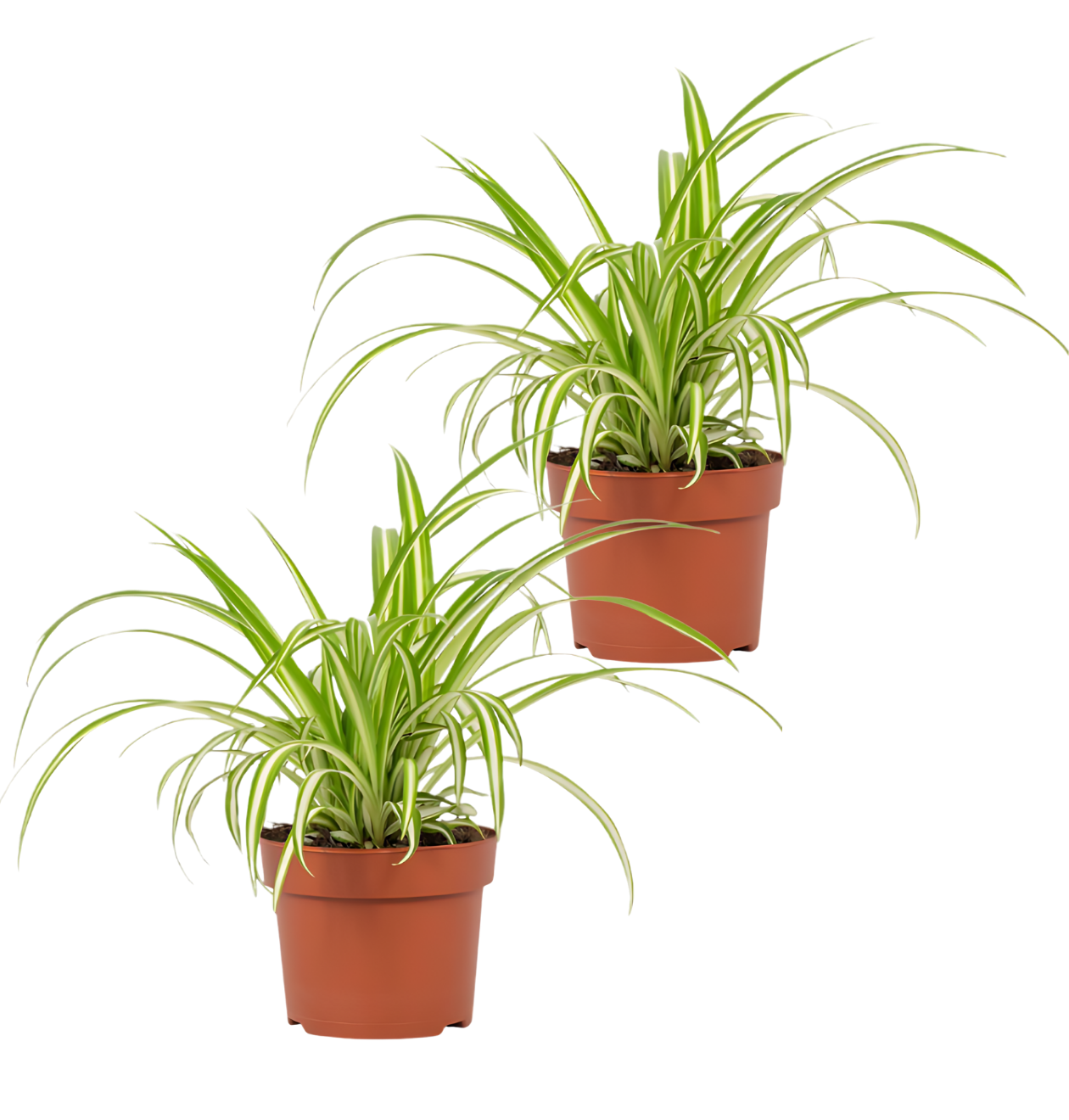 Grünlilie | 2er - Set | Chlorophytum | ca. 40 - 50 cm | Ø 12 - 15 cm Topf - Blume Ideal