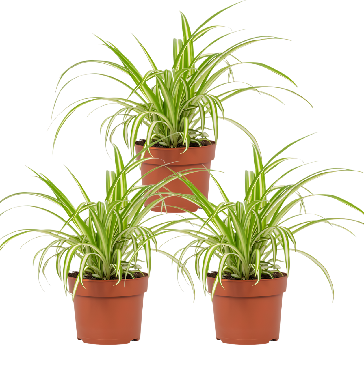 Grünlilie | 3er - Set | Chlorophytum | ca. 40 - 50 cm | Ø 12 - 15 cm Topf - Blume Ideal