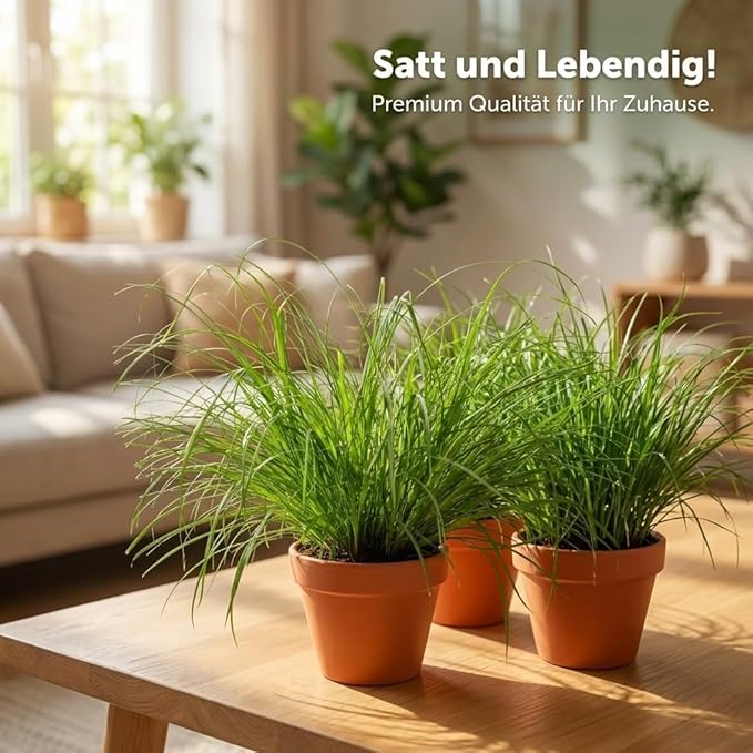 Katzengras + 1x Seegraskorb | Cyperus zumula | ca. 20-30 cm | Ø 12-15 cm Topf - Blume Ideal
