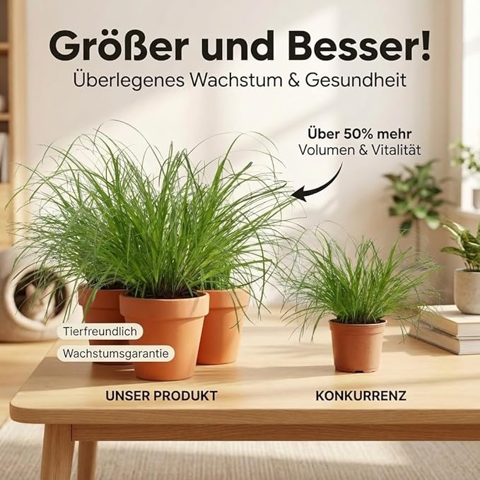 Katzengras + 1x Seegraskorb | Cyperus zumula | ca. 20-30 cm | Ø 12-15 cm Topf - Blume Ideal