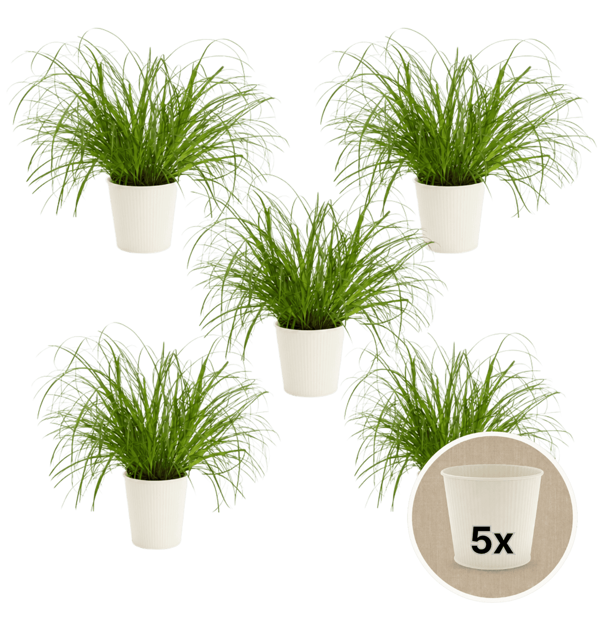 Katzengras + 5x Cremefarbener Zinktopf | 5er-Set | Cyperus zumula | ca. 20-30 cm | Ø 12-15 cm Topf - Blume Ideal